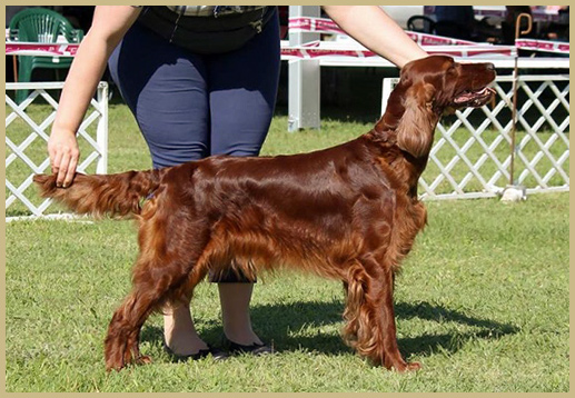 Irish Setter forever...